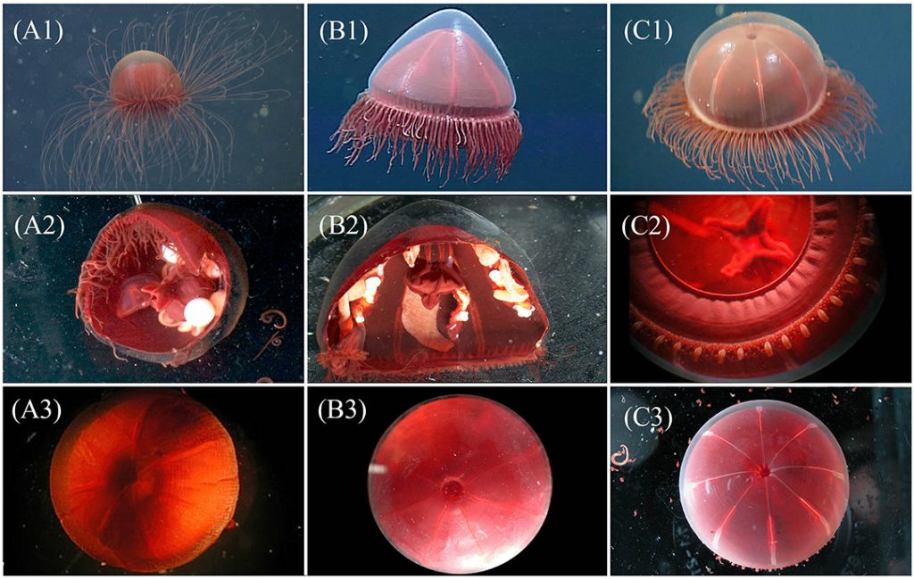 Hidupan laut dalam unik obor-obor bercahaya di perairan gelap