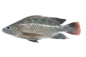 Bela ikan tilapia : fakta tentang ikan ini - motivasinformasi.com