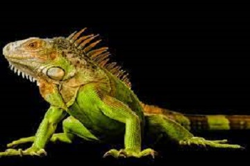 cara bela iguana