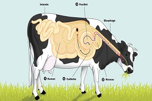 sistem pencernaan lembu