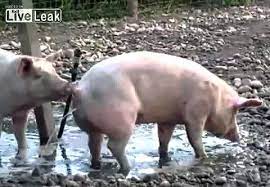 babi kotor
