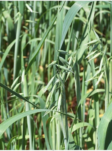 rumput dari bijirin oat